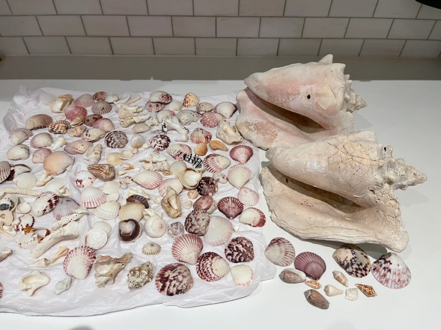 Large collection of assorted seashells and conch shells