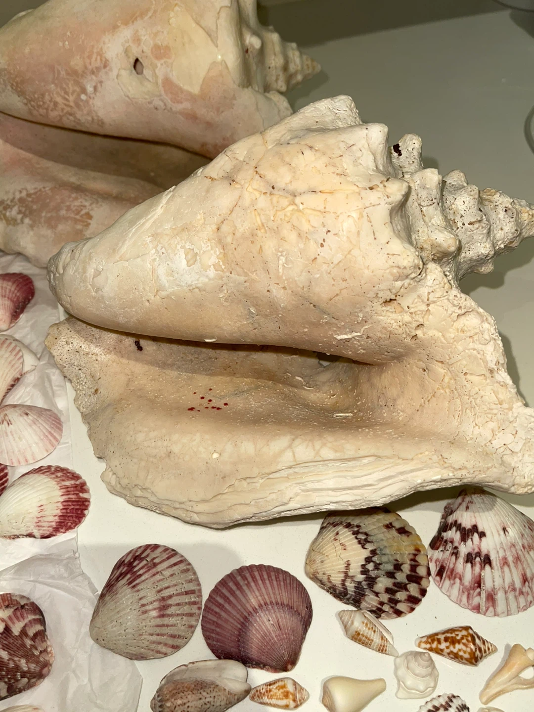 Large collection of assorted seashells and conch shells - photo 4