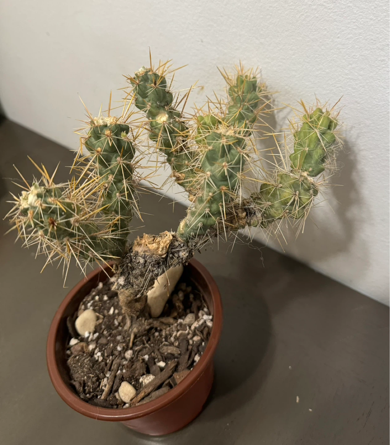 Cactus and Succulent Plant Duo - photo 3