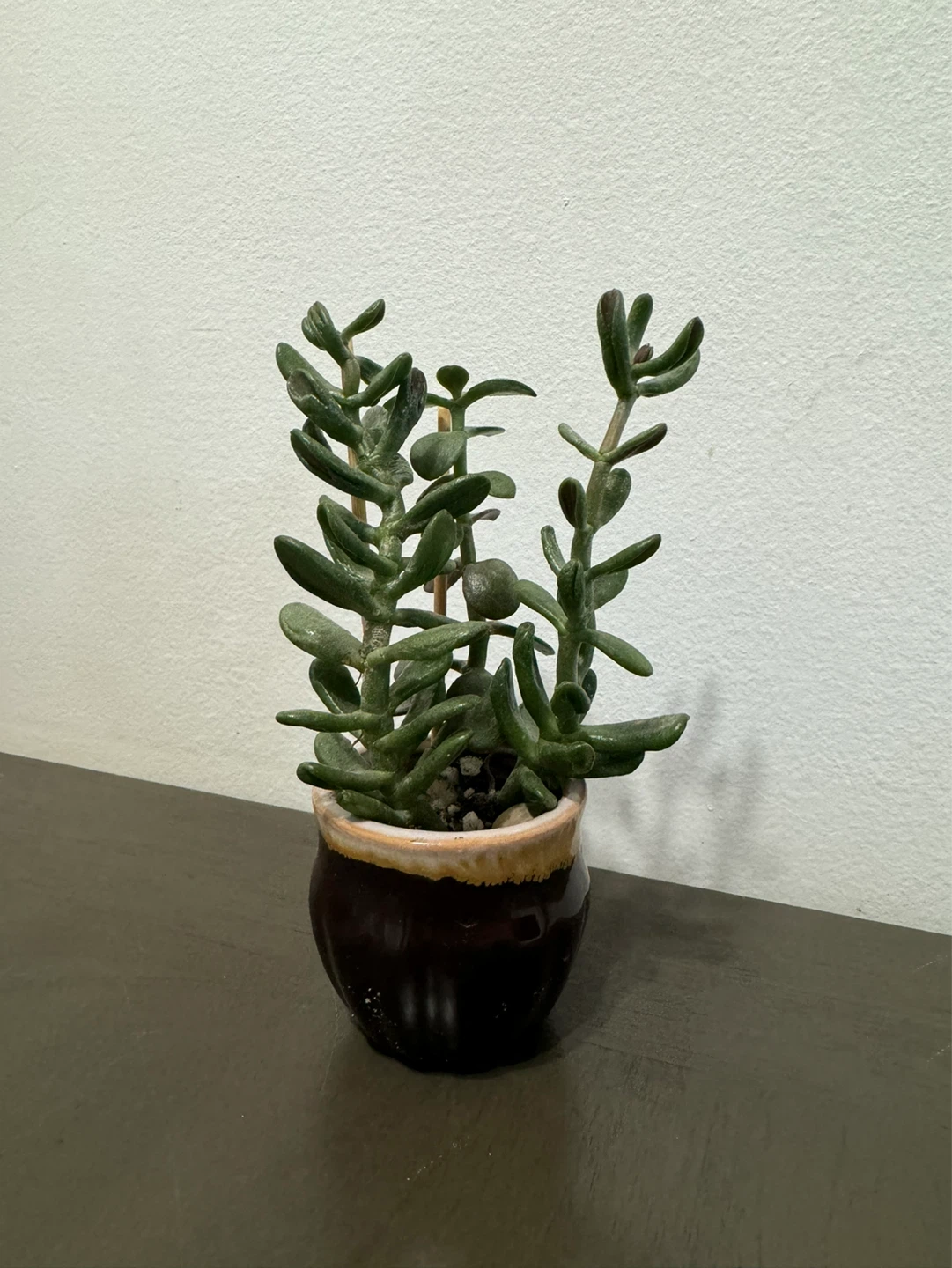 Cactus and Succulent Plant Duo