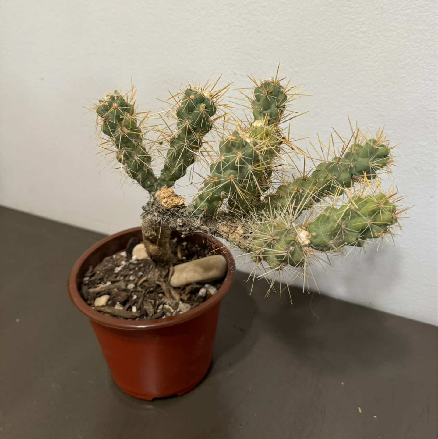 Cactus and Succulent Plant Duo - photo 2