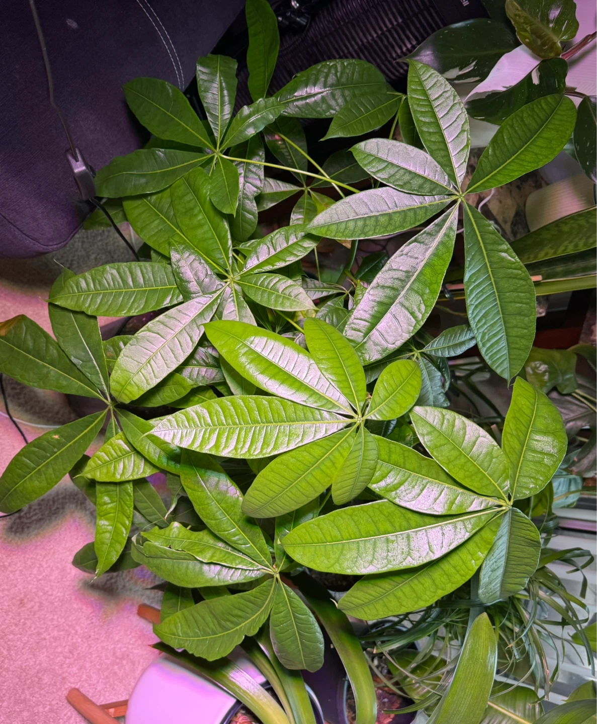 Money Tree - photo 2