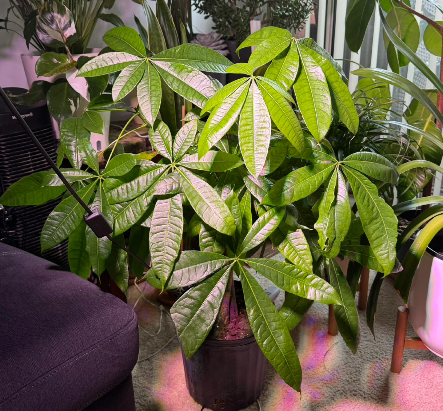 Money Tree