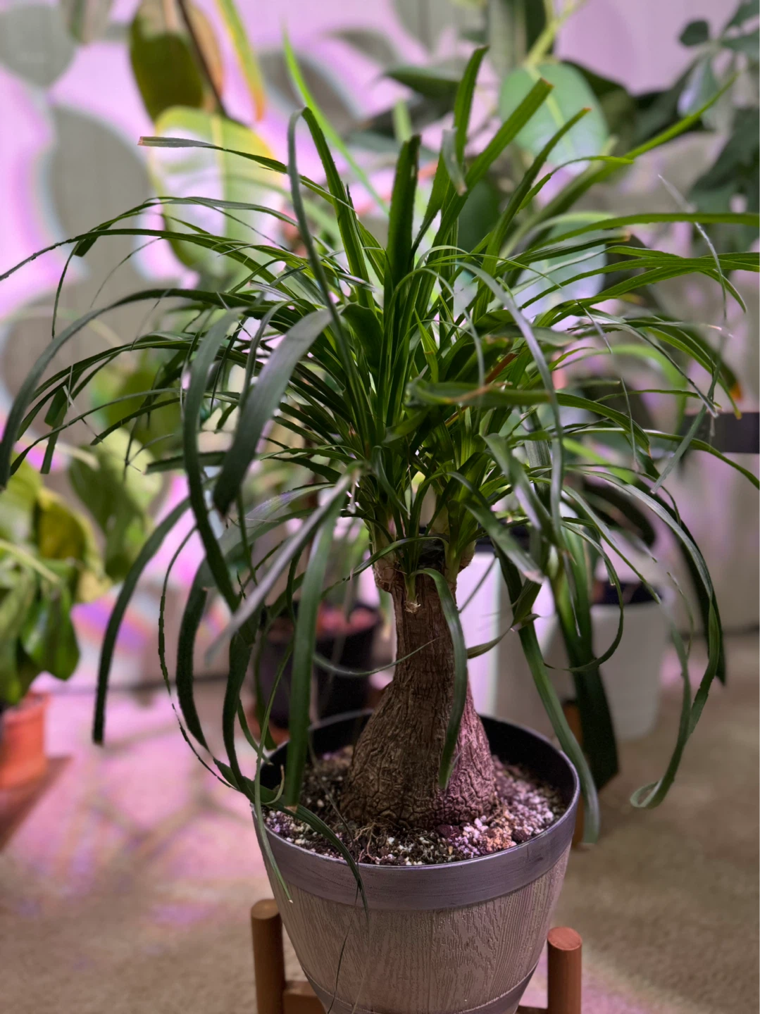 Ponytail Palm - photo 2