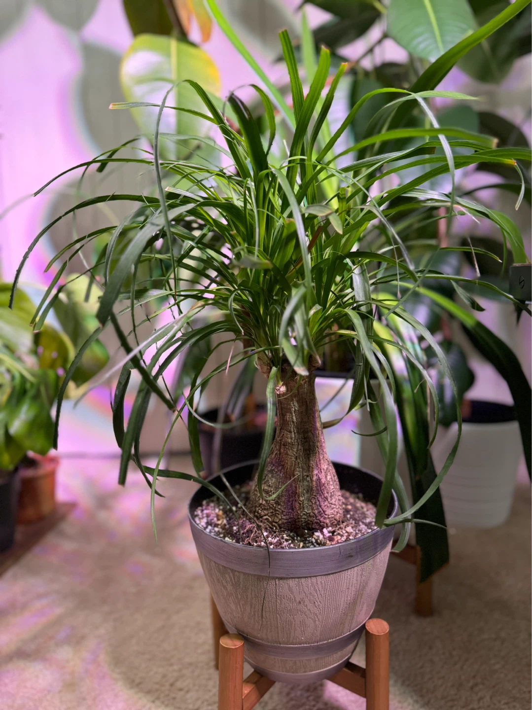 Ponytail Palm