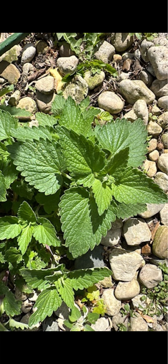 Fresh Catnip Plant