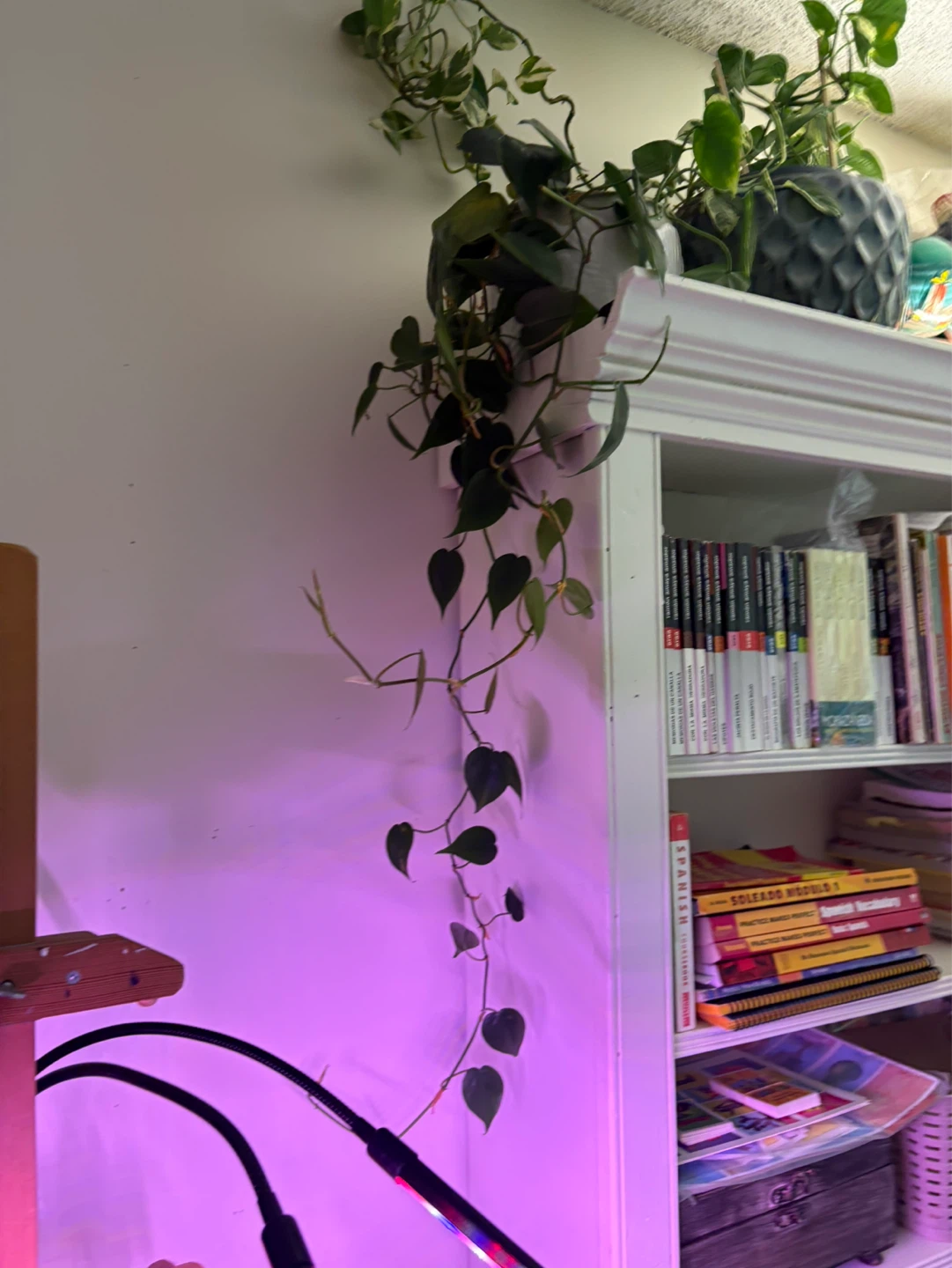 Mixed Pothos & Monstera Plants - photo 2