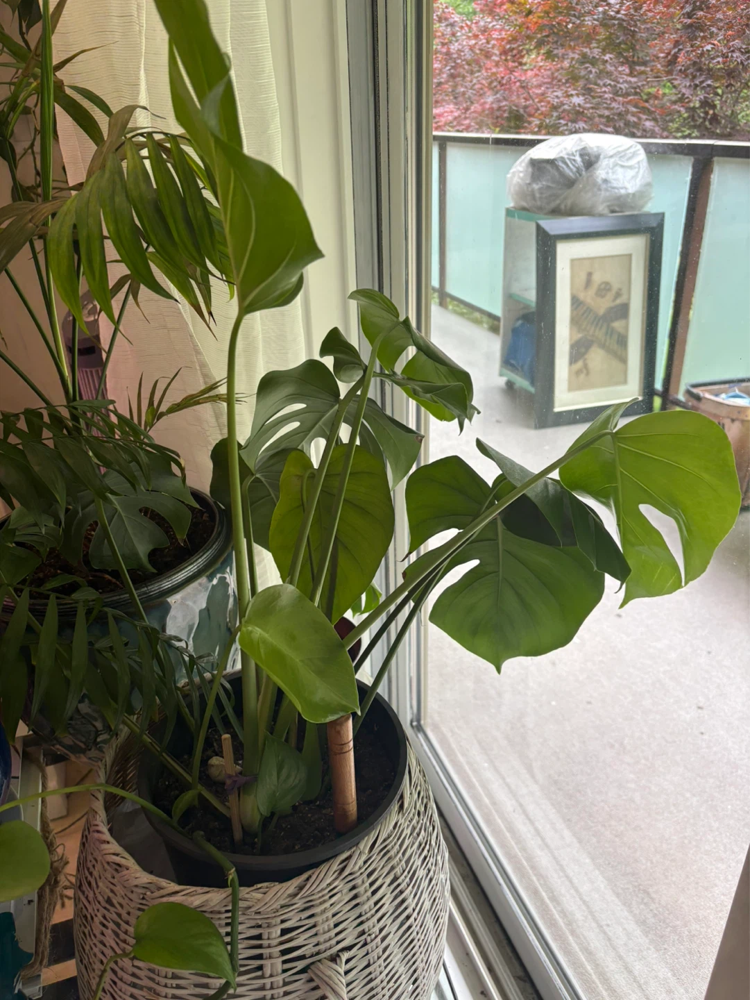 Mixed Pothos & Monstera Plants