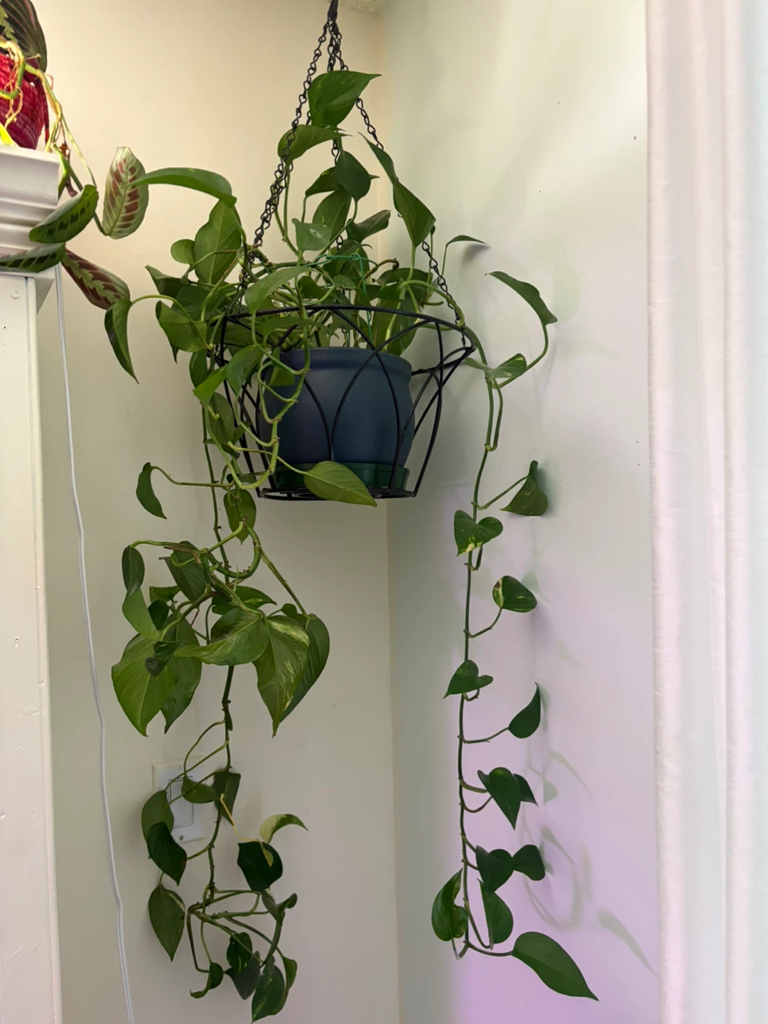 Mixed Pothos & Monstera Plants - photo 3