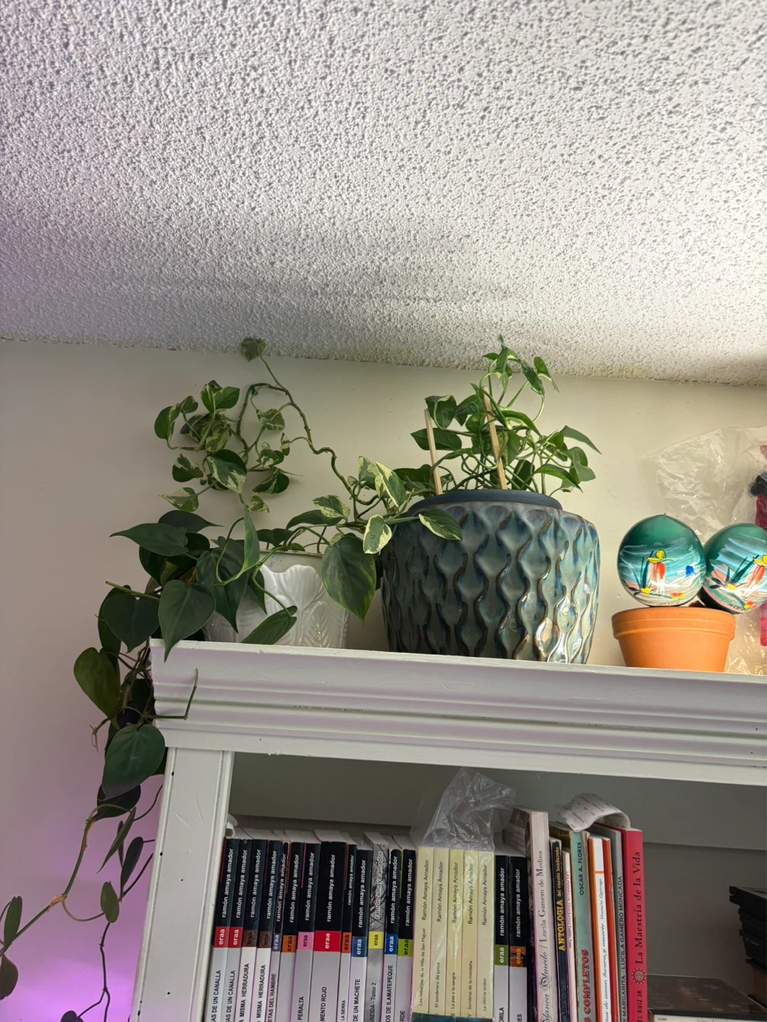 Mixed Pothos & Monstera Plants - photo 5