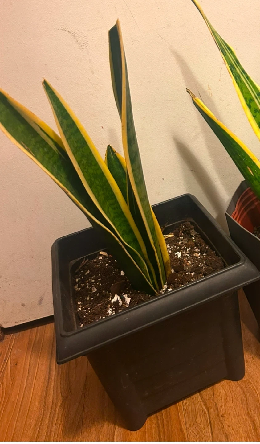 Snake Plant in Pot