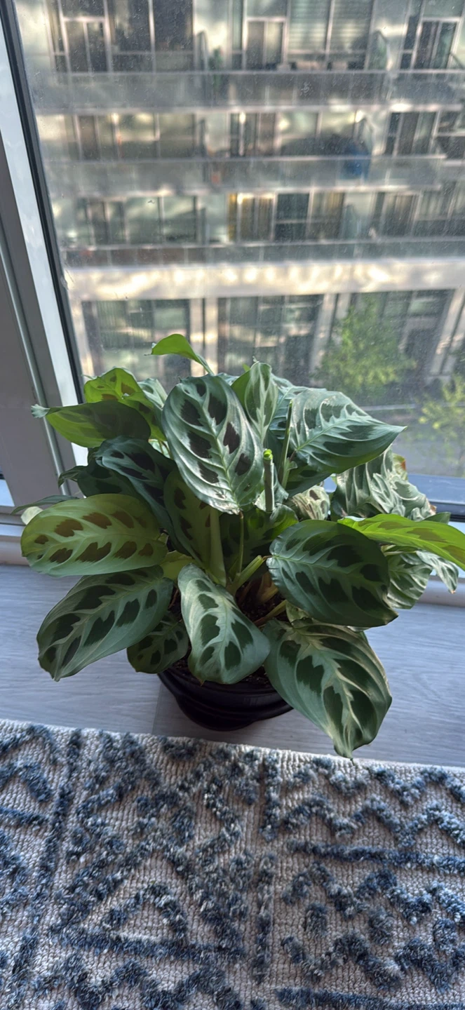Prayer Plant (Maranta Leuconeura)