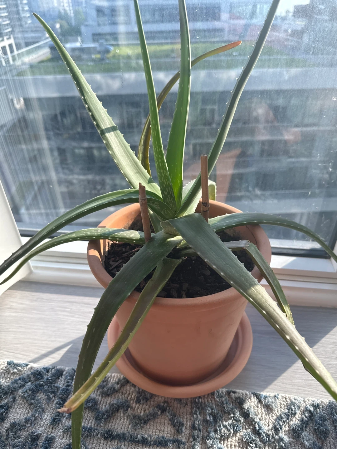 Aloe Vera Plant w/Terracotta pot