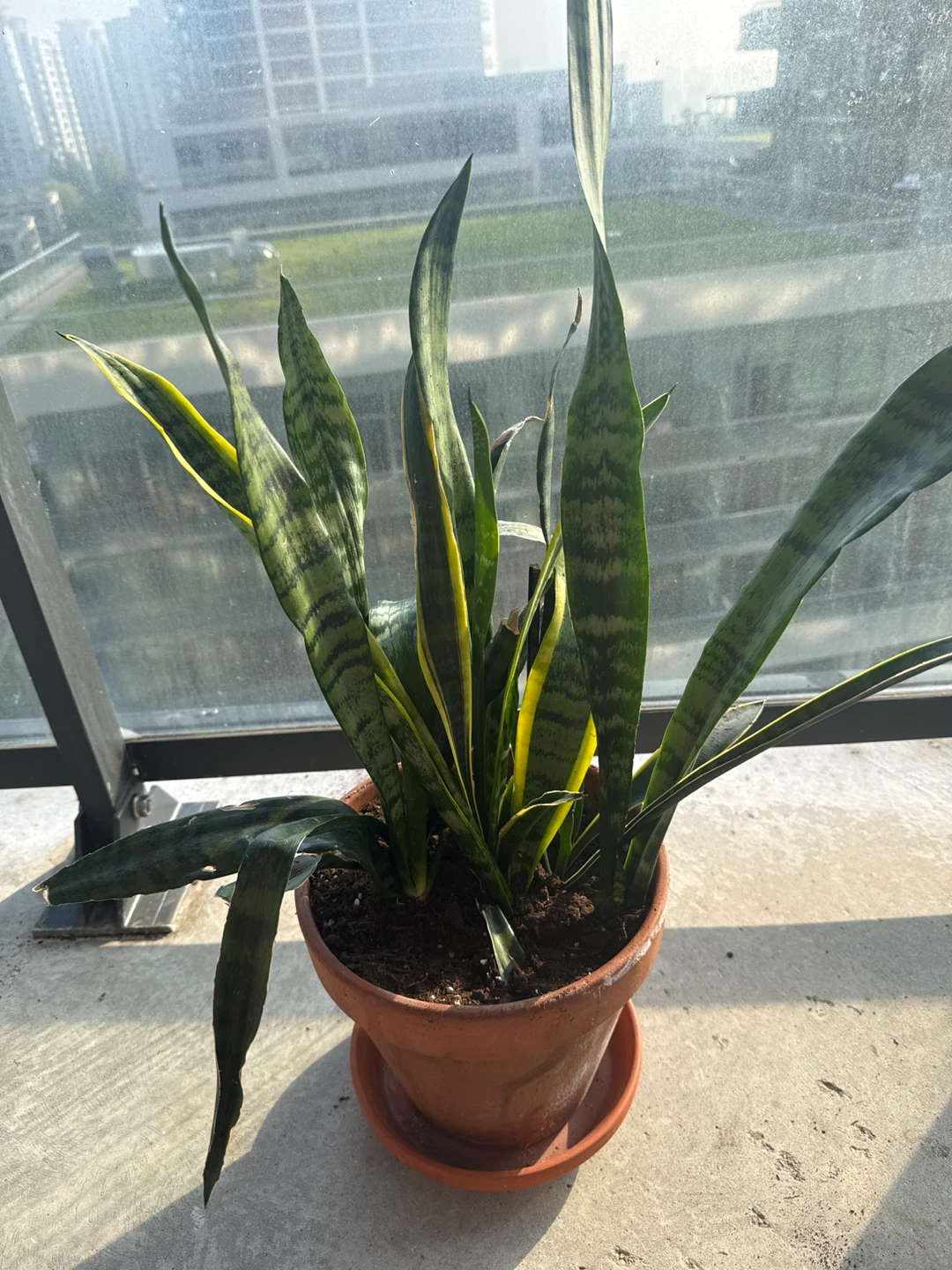 Snake Plant (Sansevieria trifasciata) in terracotta pot