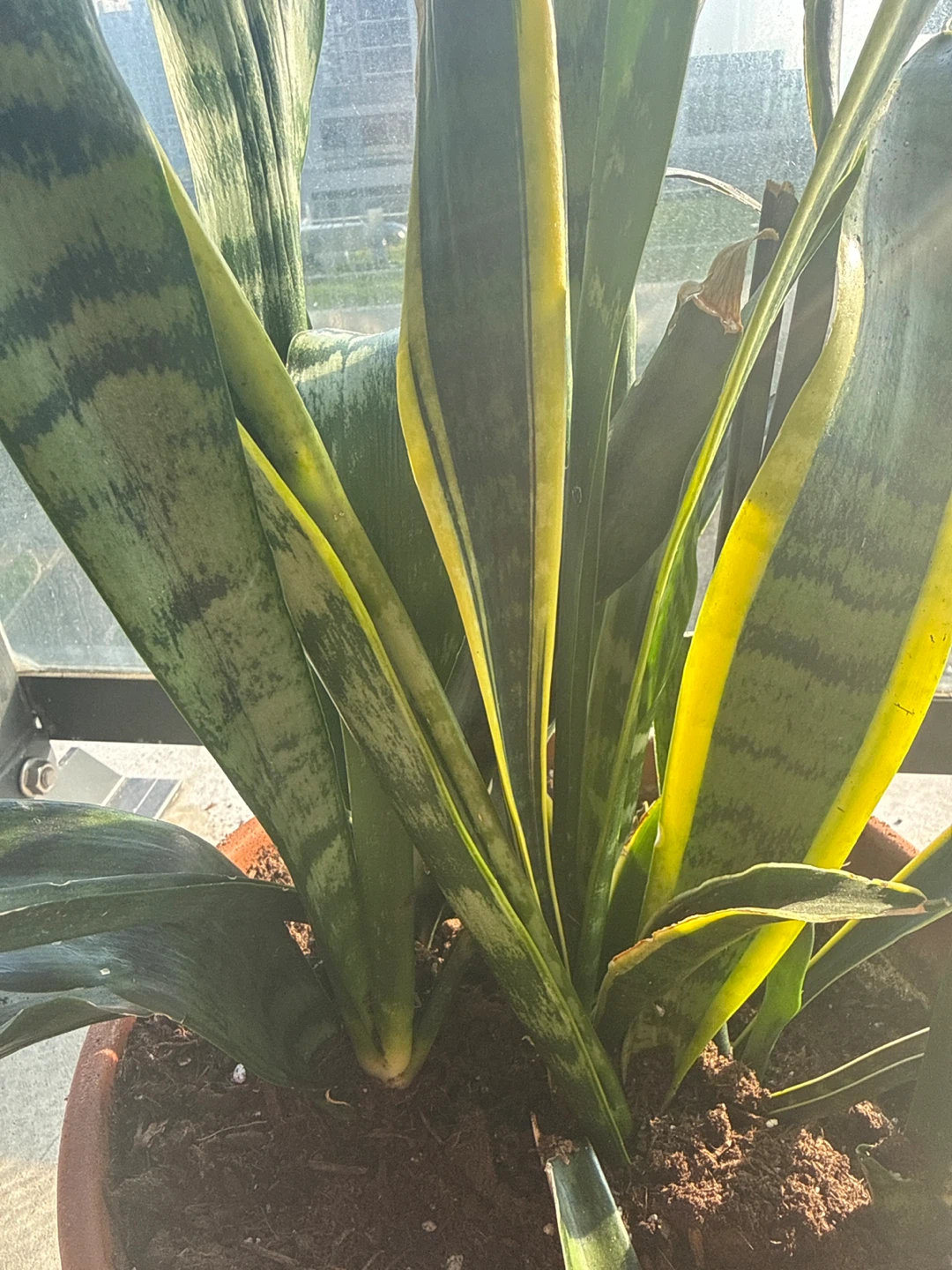 Snake Plant (Sansevieria trifasciata) in terracotta pot - photo 2