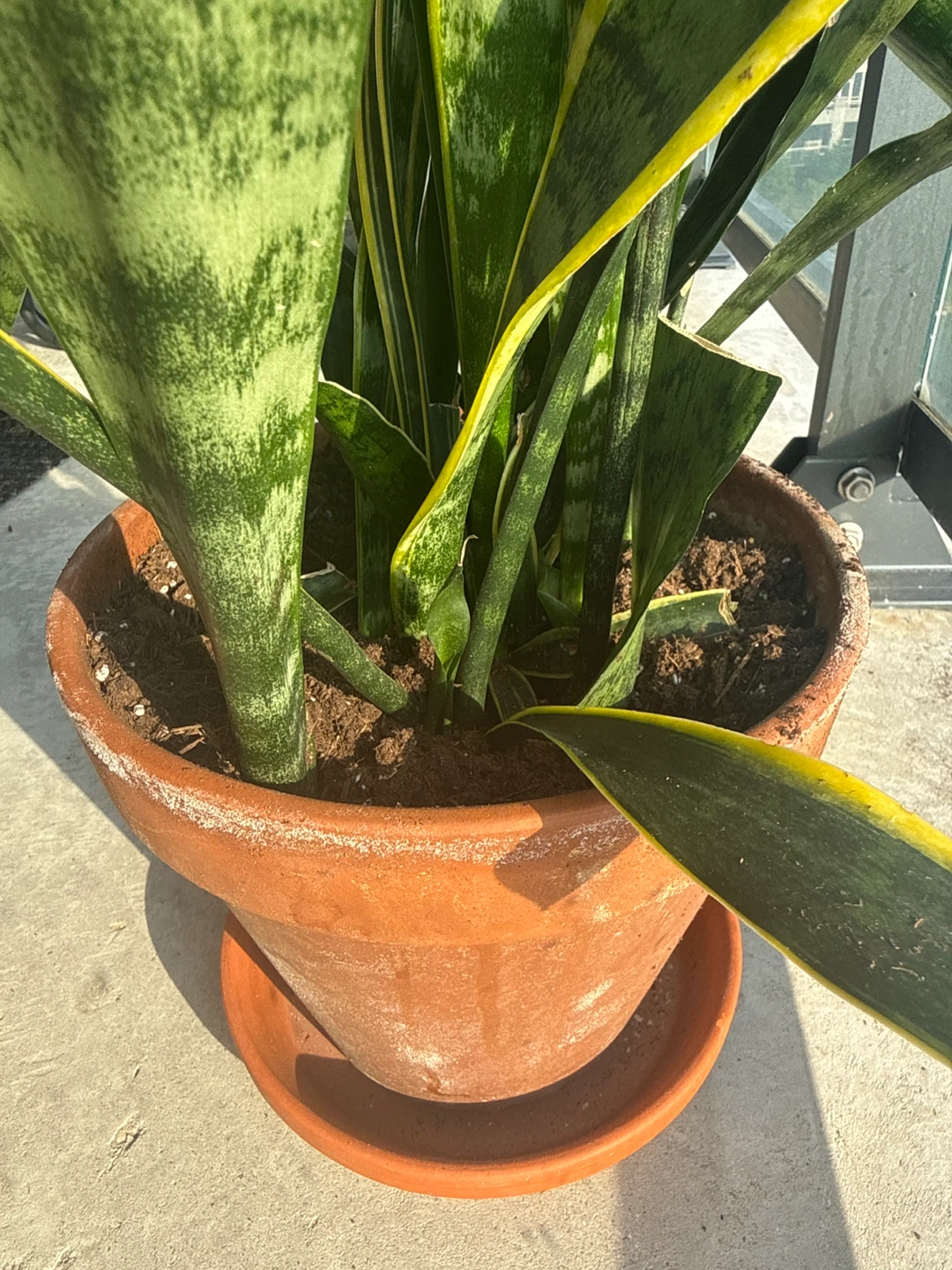 Snake Plant (Sansevieria trifasciata) in terracotta pot - photo 5