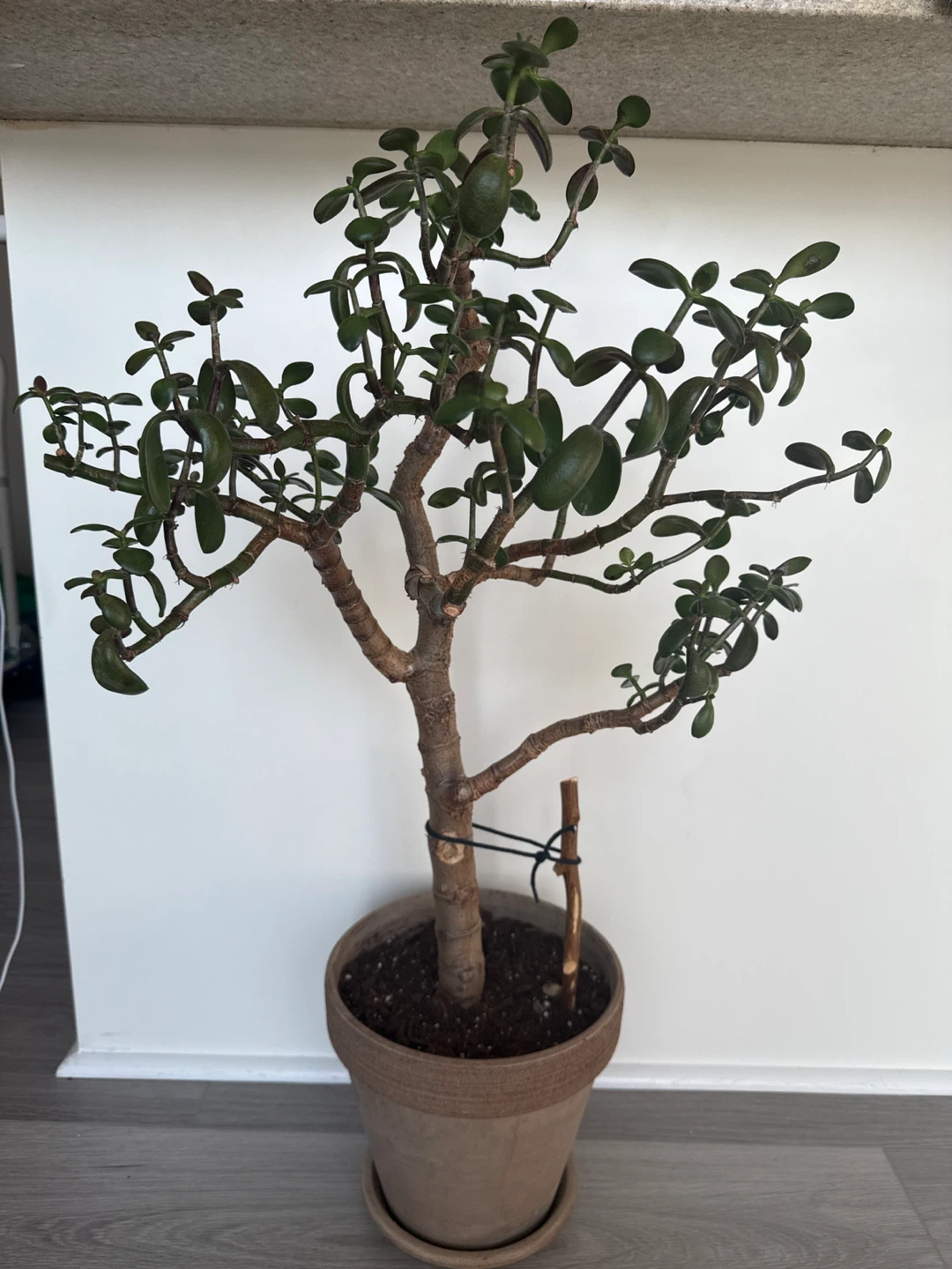 Jade Plant in Pot