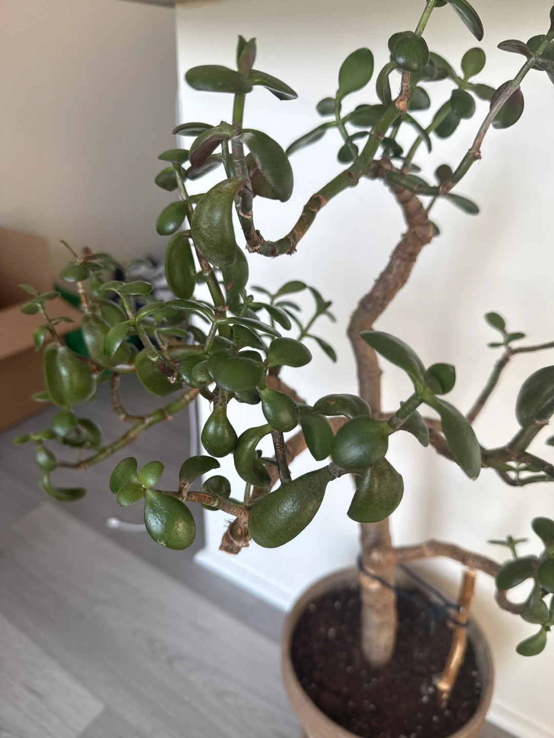 Jade Plant in Pot - photo 5