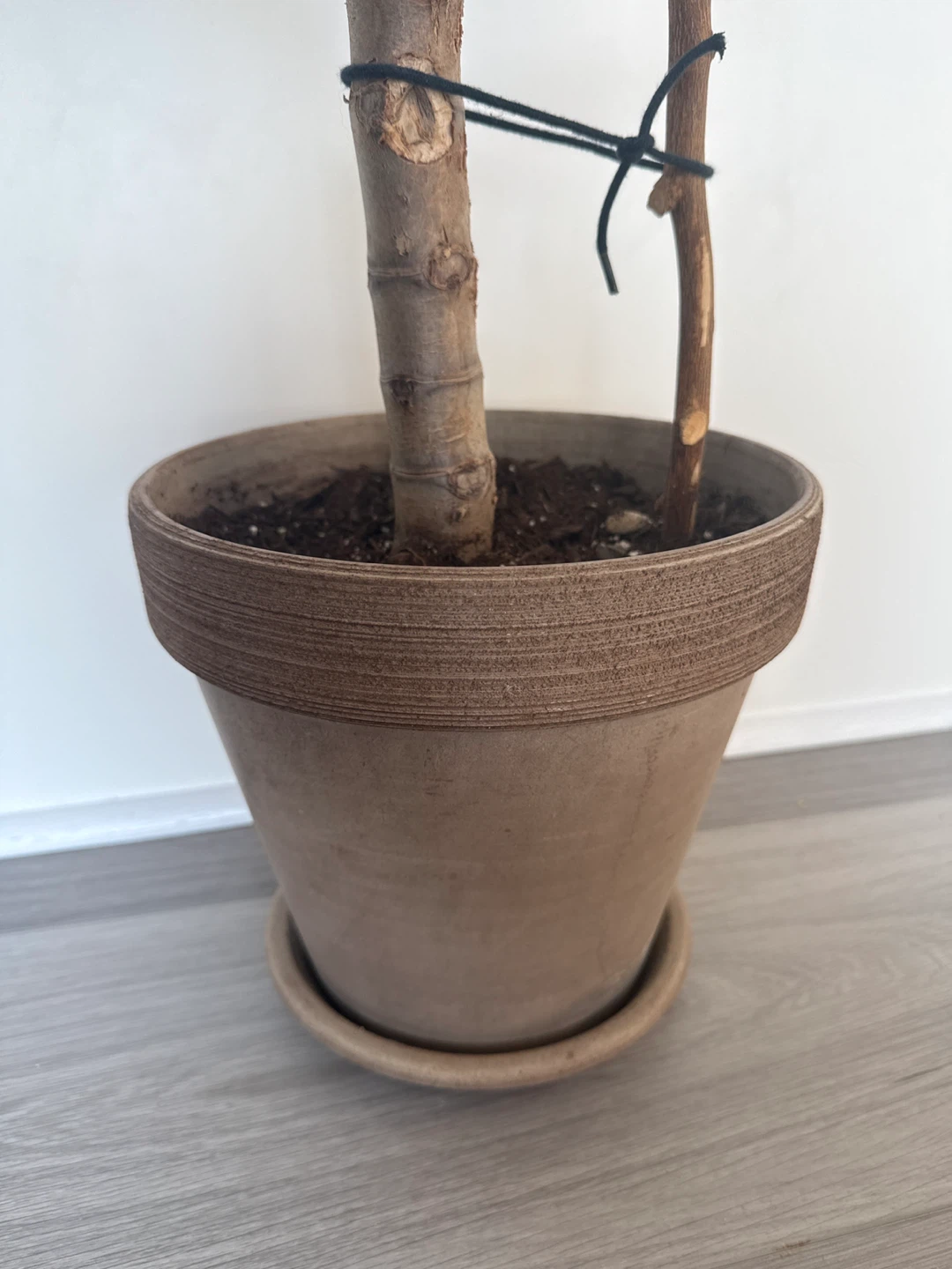 Jade Plant in Pot - photo 4