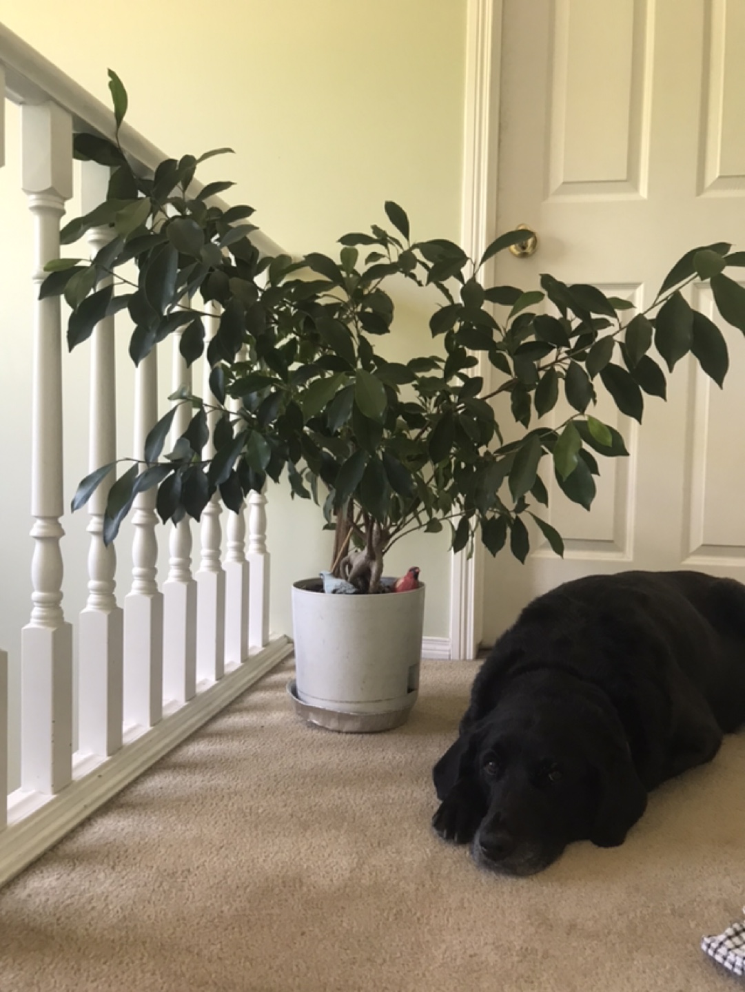 Ficus Tree in Pot