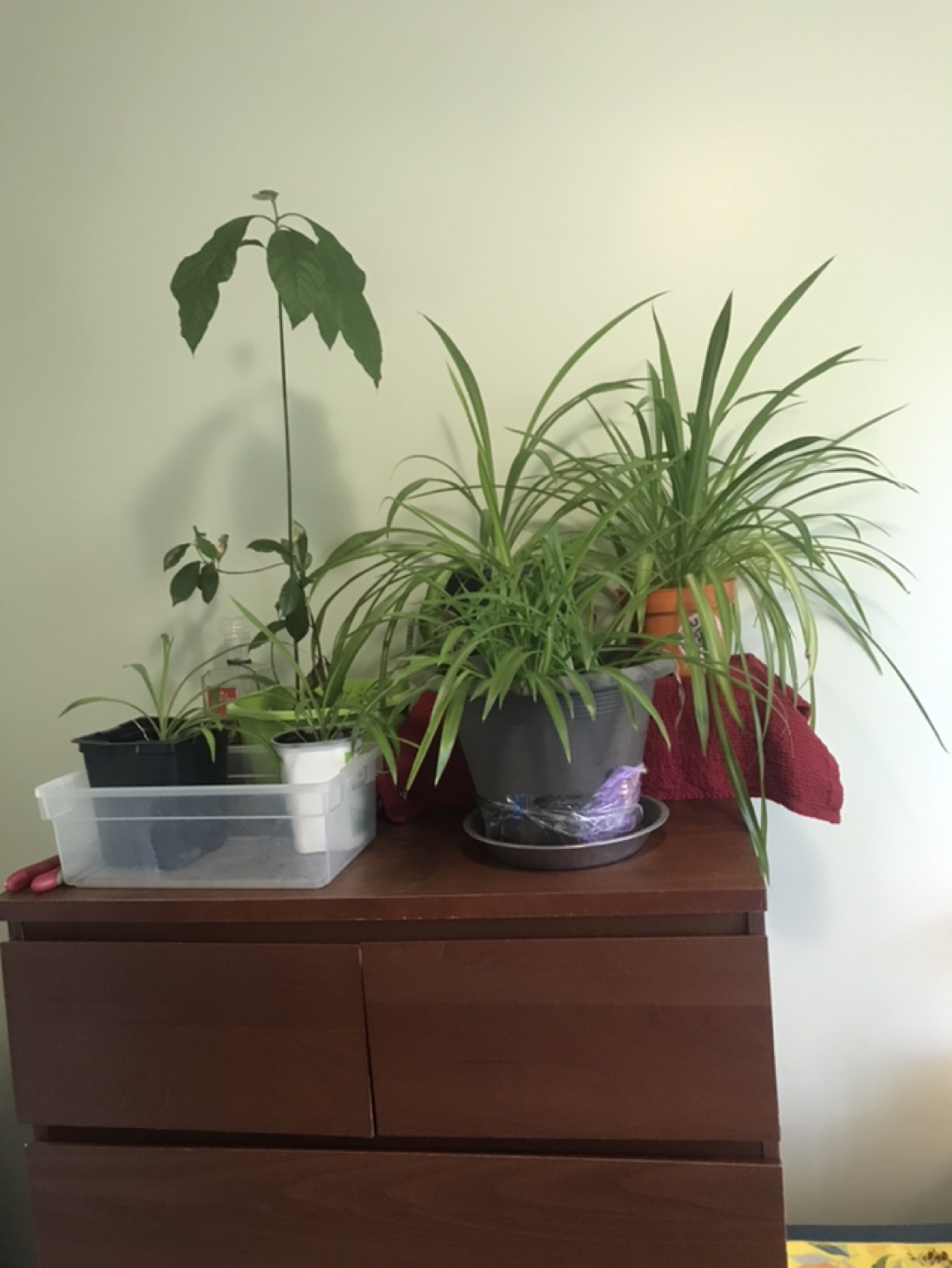 Assorted Houseplants