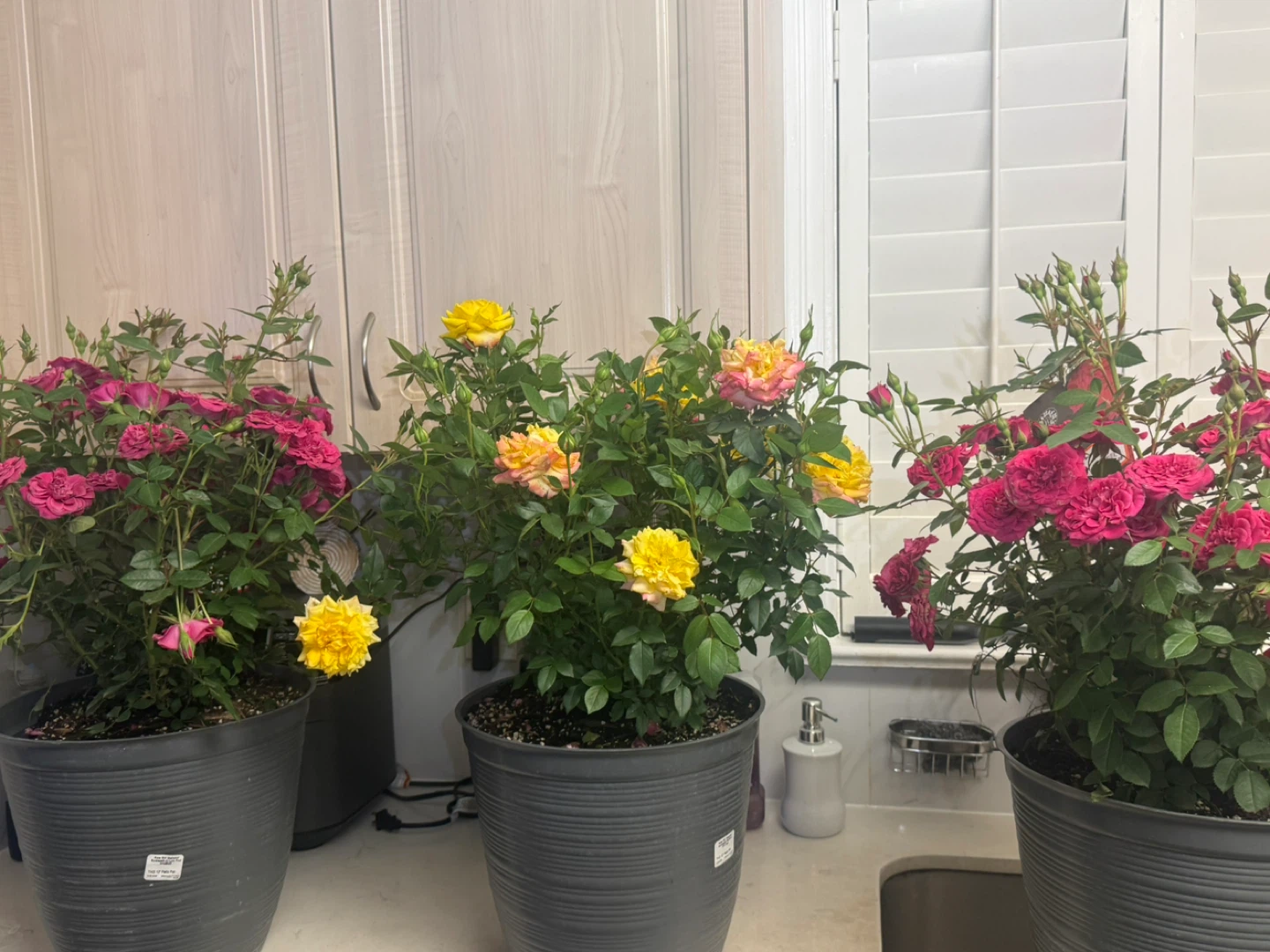 Assorted Potted Rose Plants (Pink, Yellow, Orange)