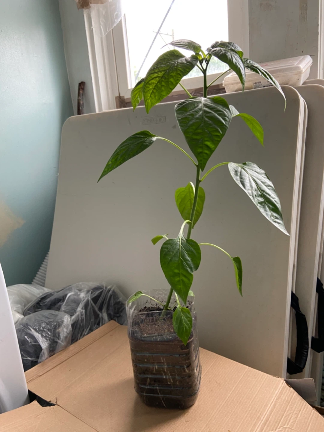 Pepper Plant Seedling