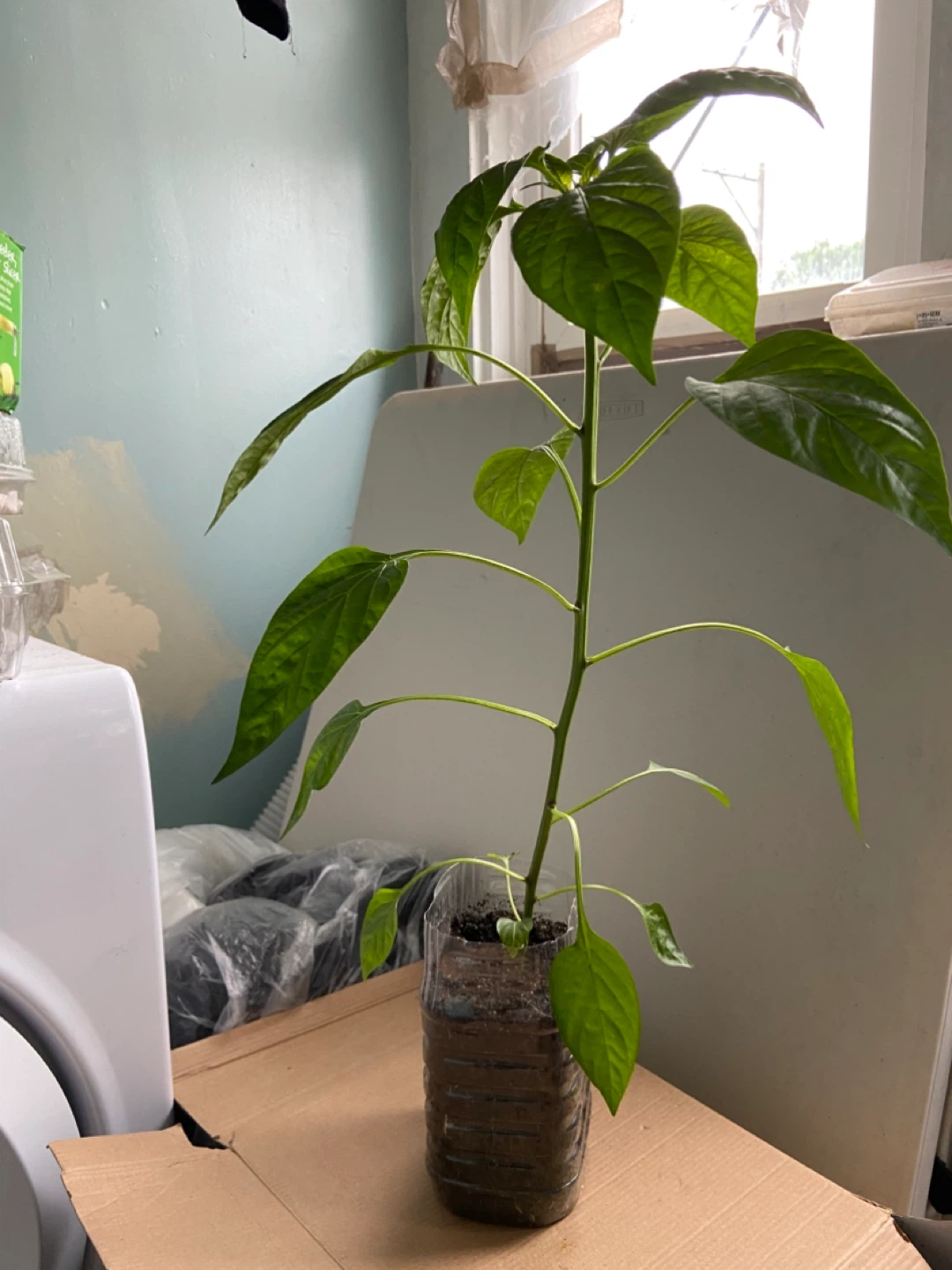 Pepper Plant Seedling - photo 2