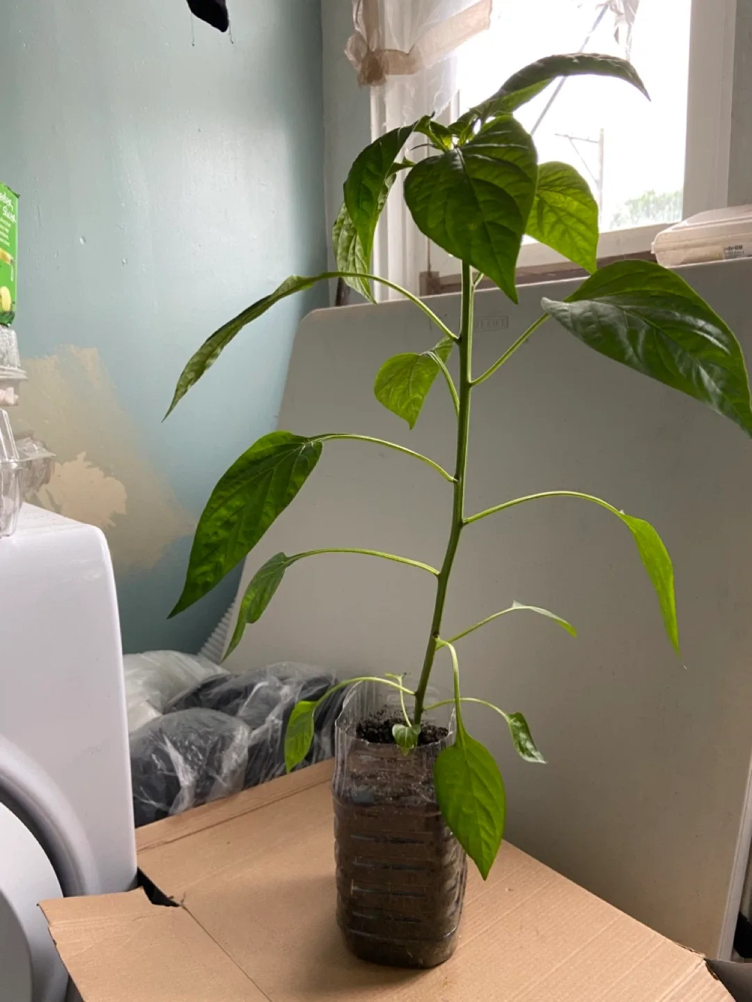 Pepper Plant Seedling - photo 2