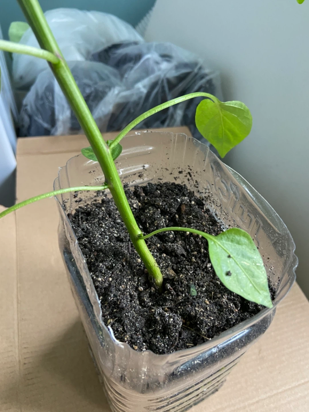 Pepper Plant Seedling - photo 4