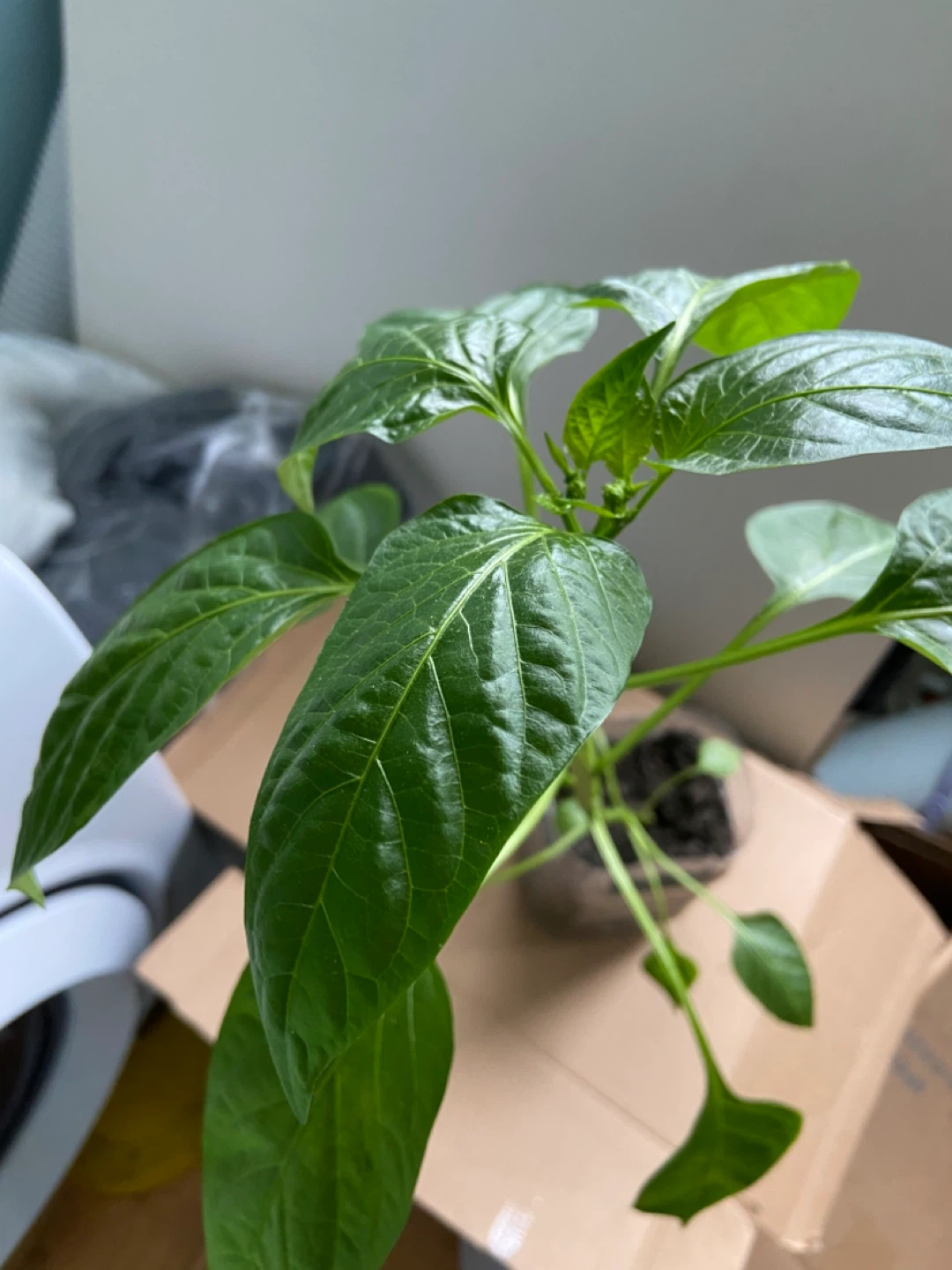 Pepper Plant Seedling - photo 3