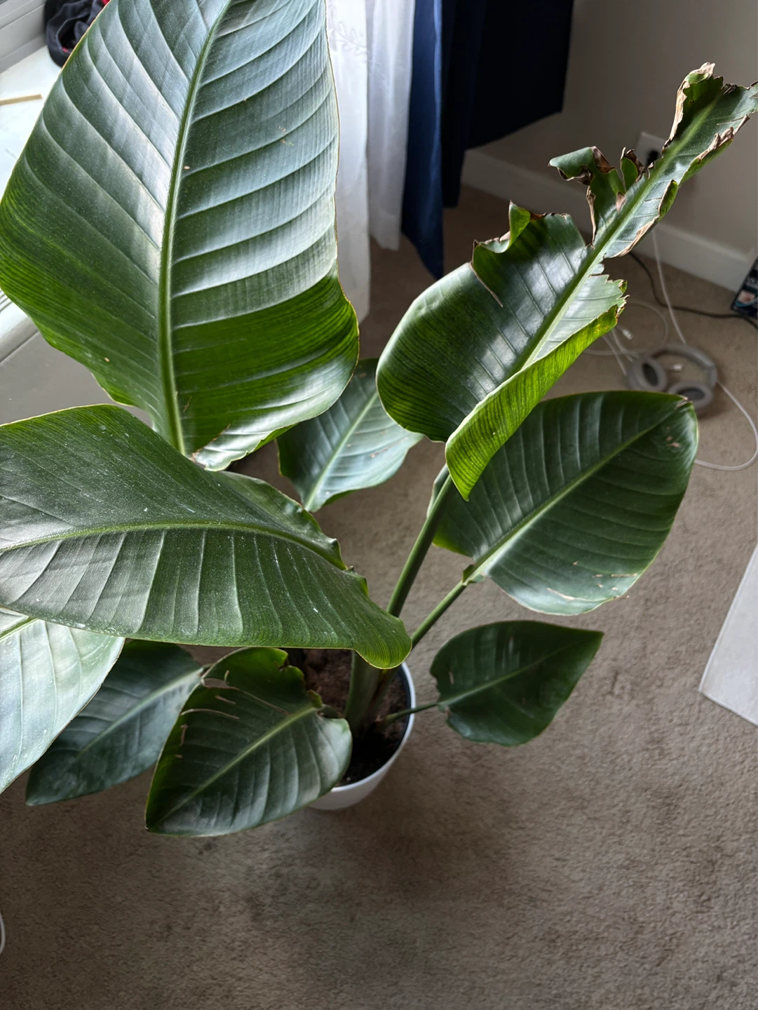 Bird of Paradise Plant in White Pot - photo 2