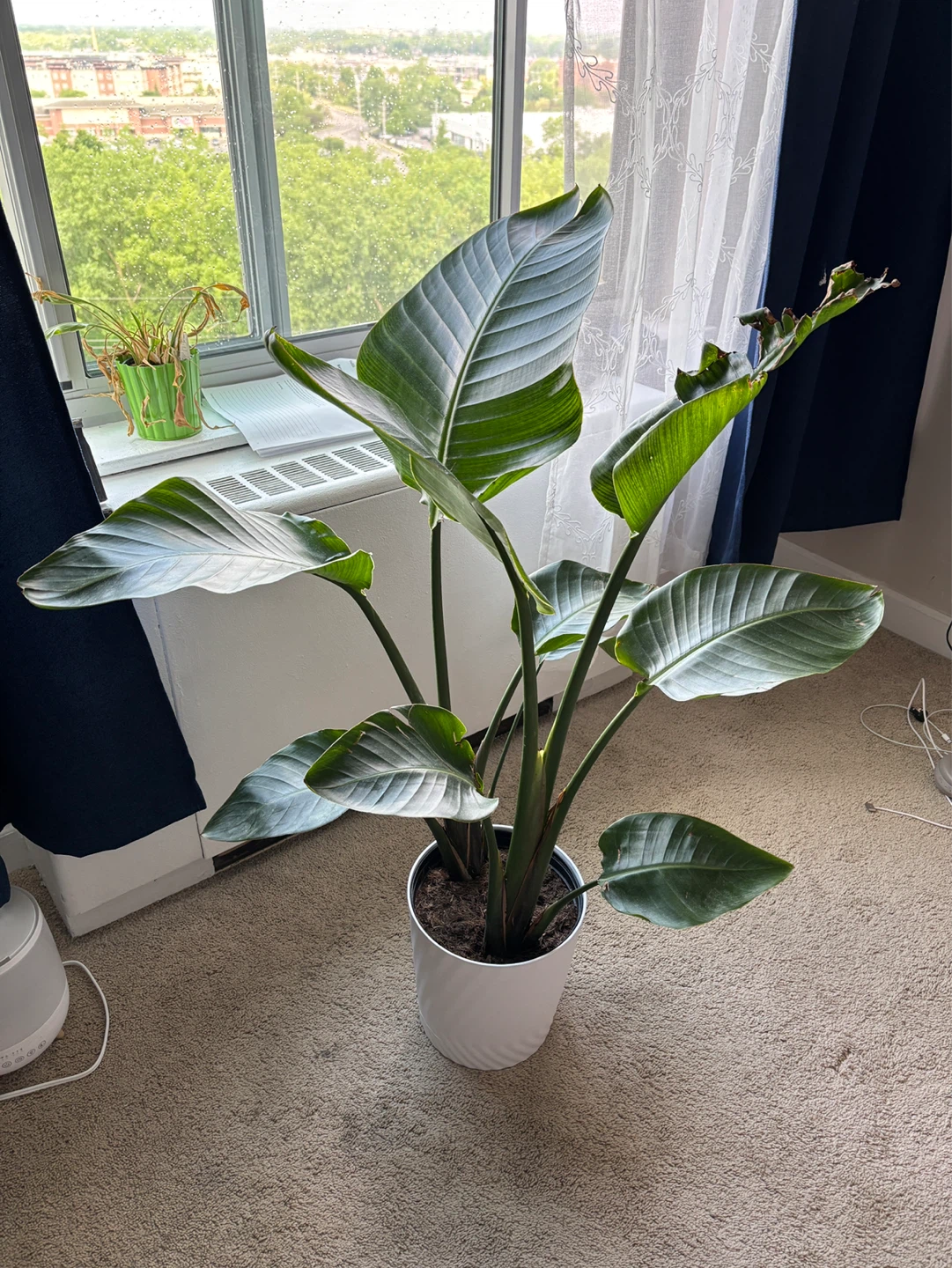 Bird of Paradise Plant in White Pot