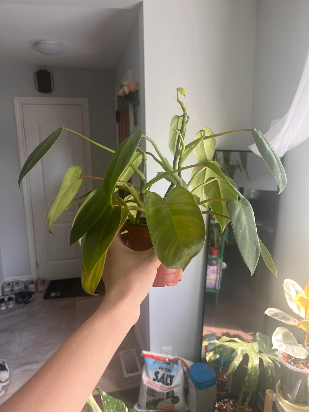 Set of 3 Plants for Sale - photo 3