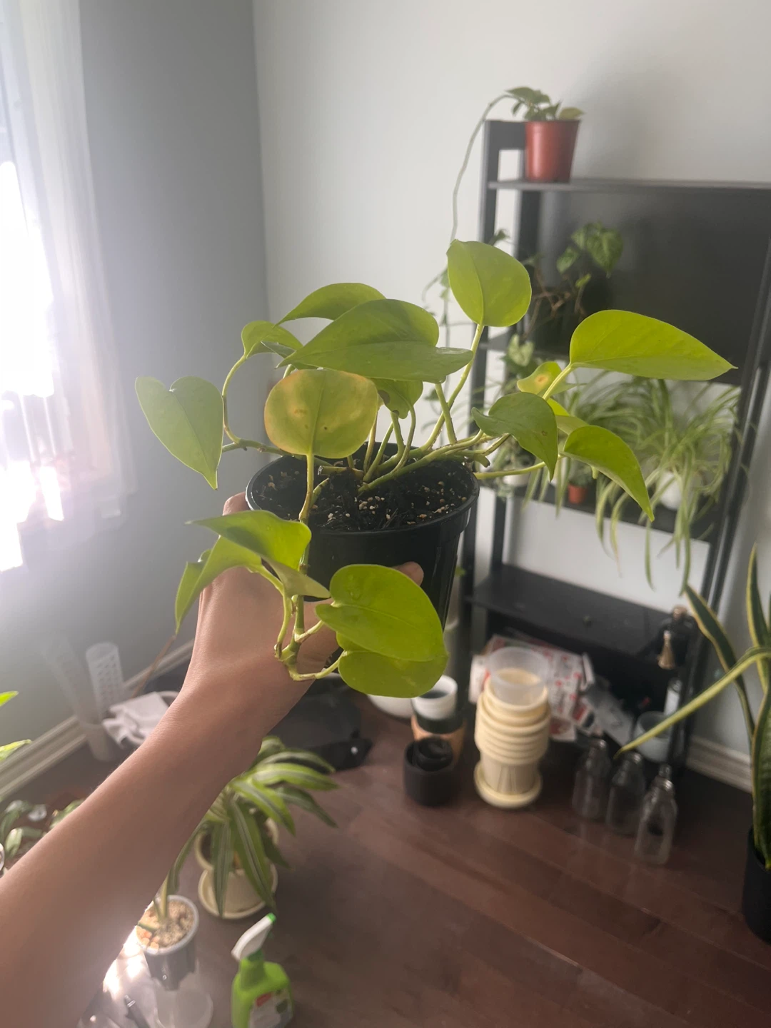 Set of 3 Plants for Sale - photo 2