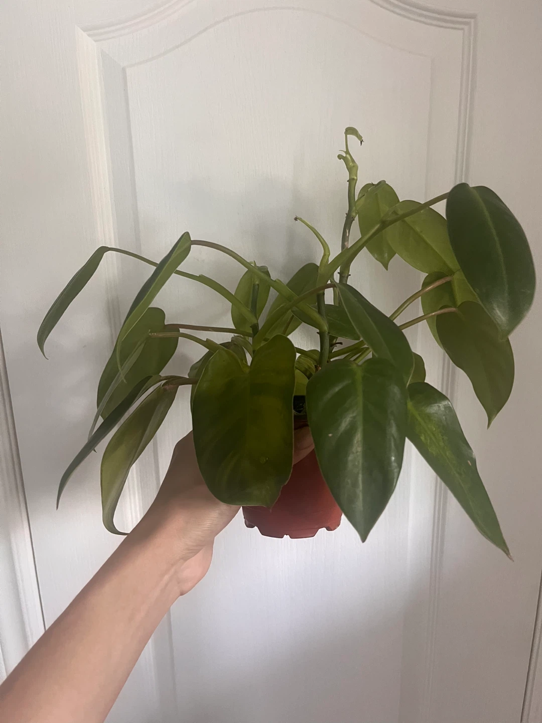 Set of 3 Plants for Sale - photo 4