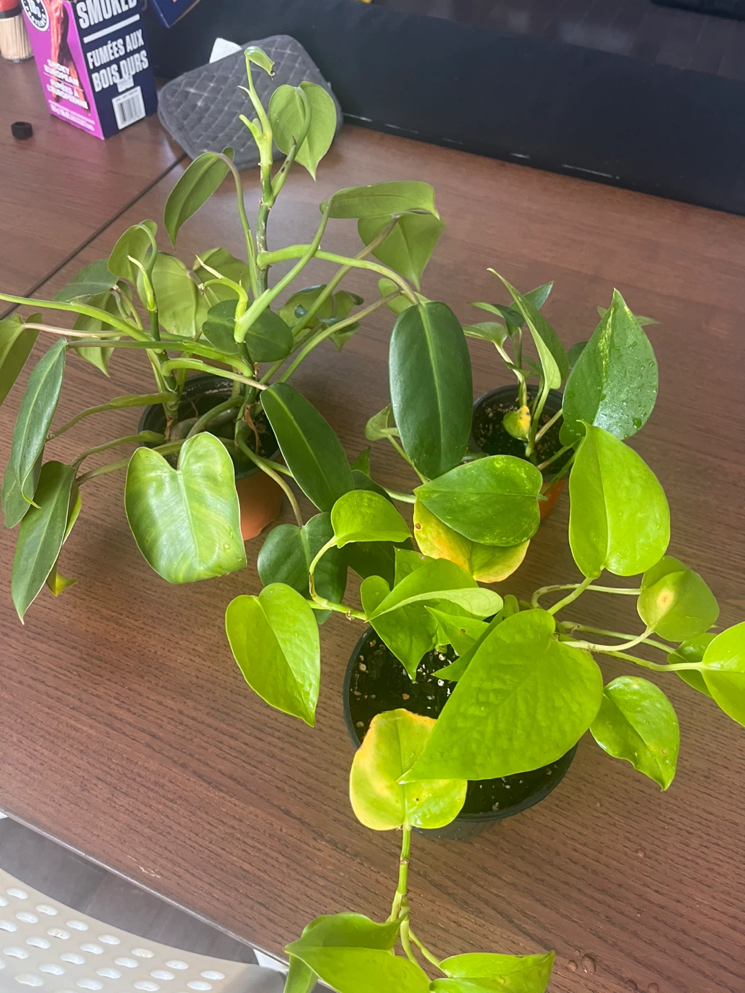 Set of 3 Plants for Sale