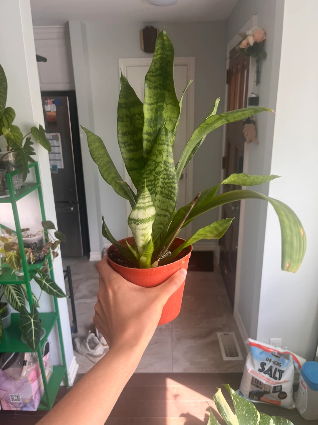 Snake Plant in Orange Pot