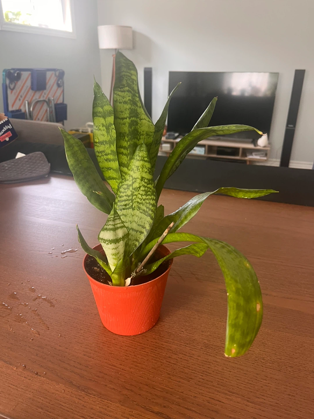 Snake Plant in Orange Pot - photo 2