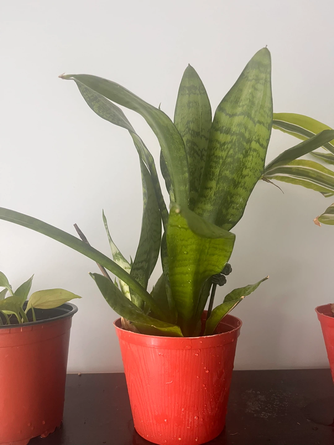 Snake Plant in Orange Pot - photo 3
