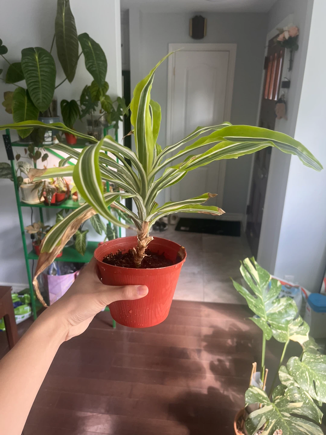 Potted Dracaena Fragrans Plant