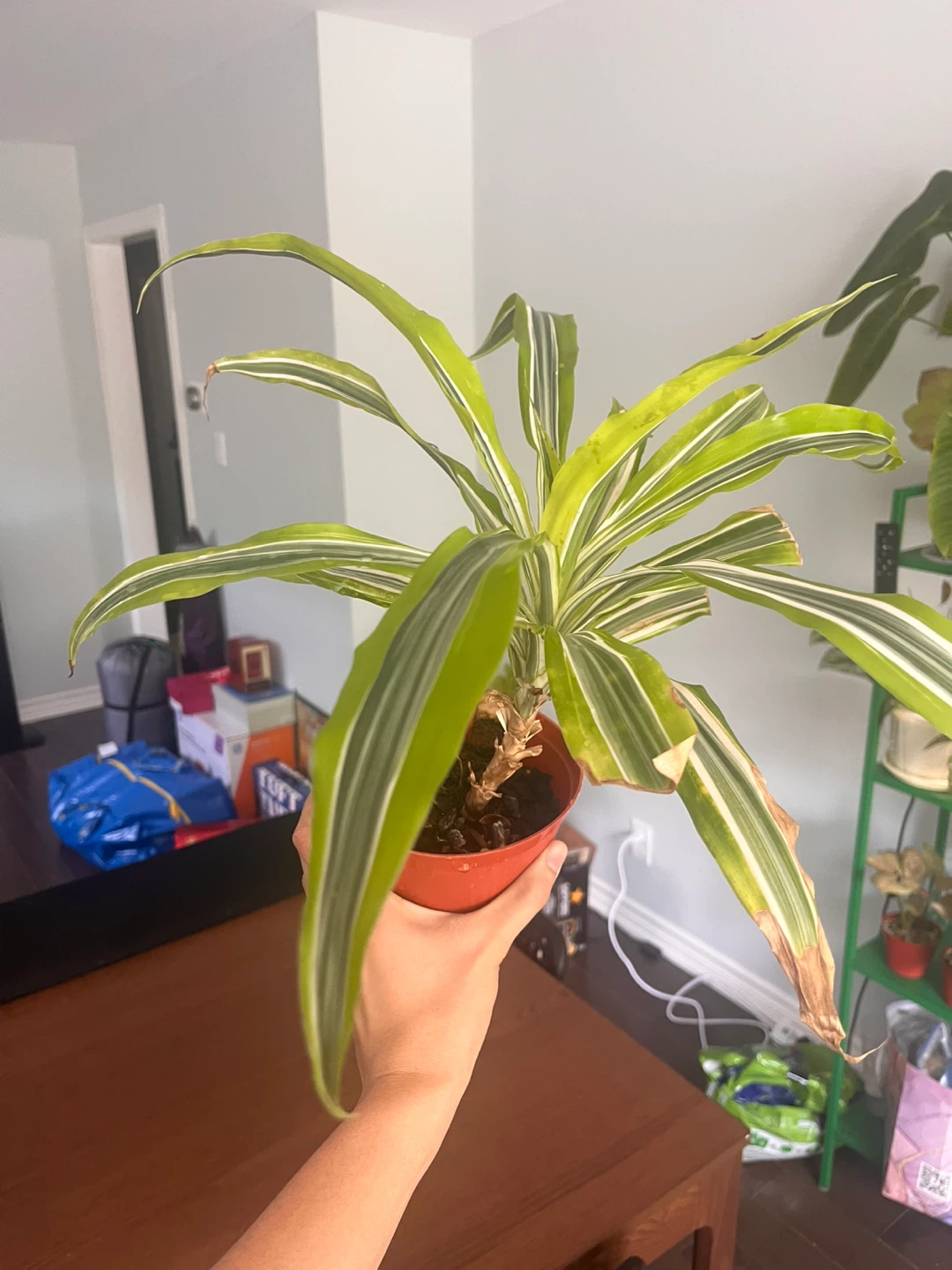 Potted Dracaena Fragrans Plant - photo 2