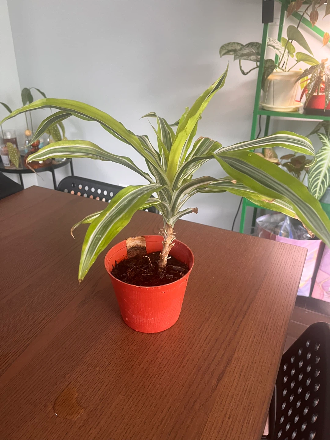 Potted Dracaena Fragrans Plant - photo 3