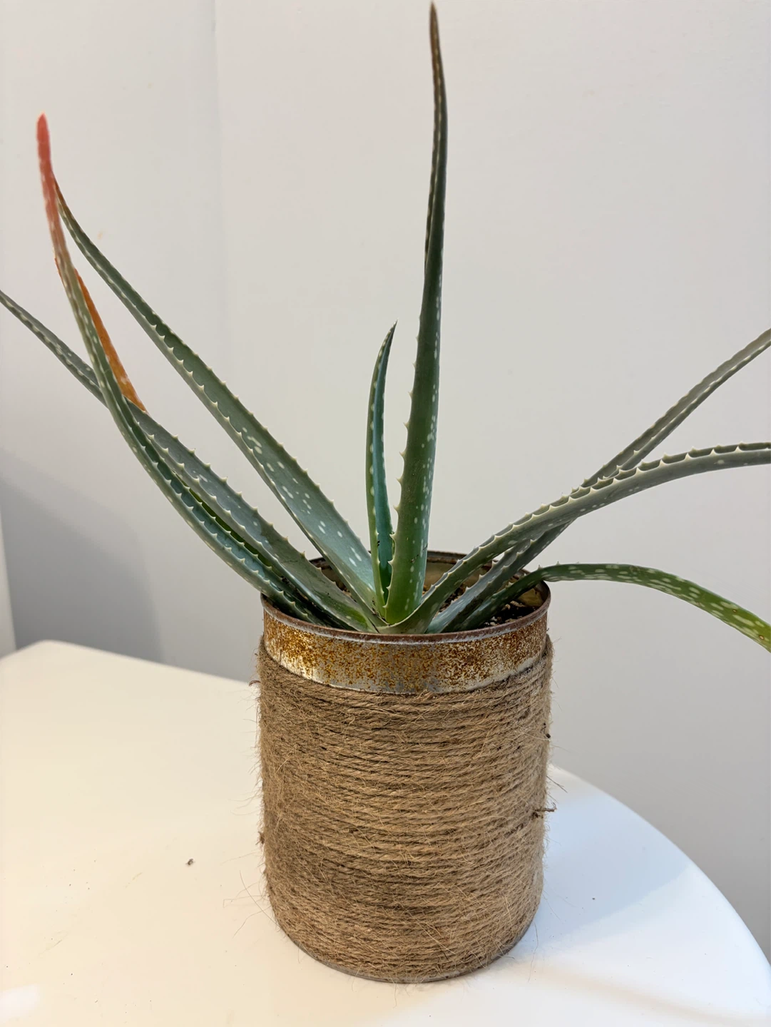 Aloe Vera Plants - photo 3