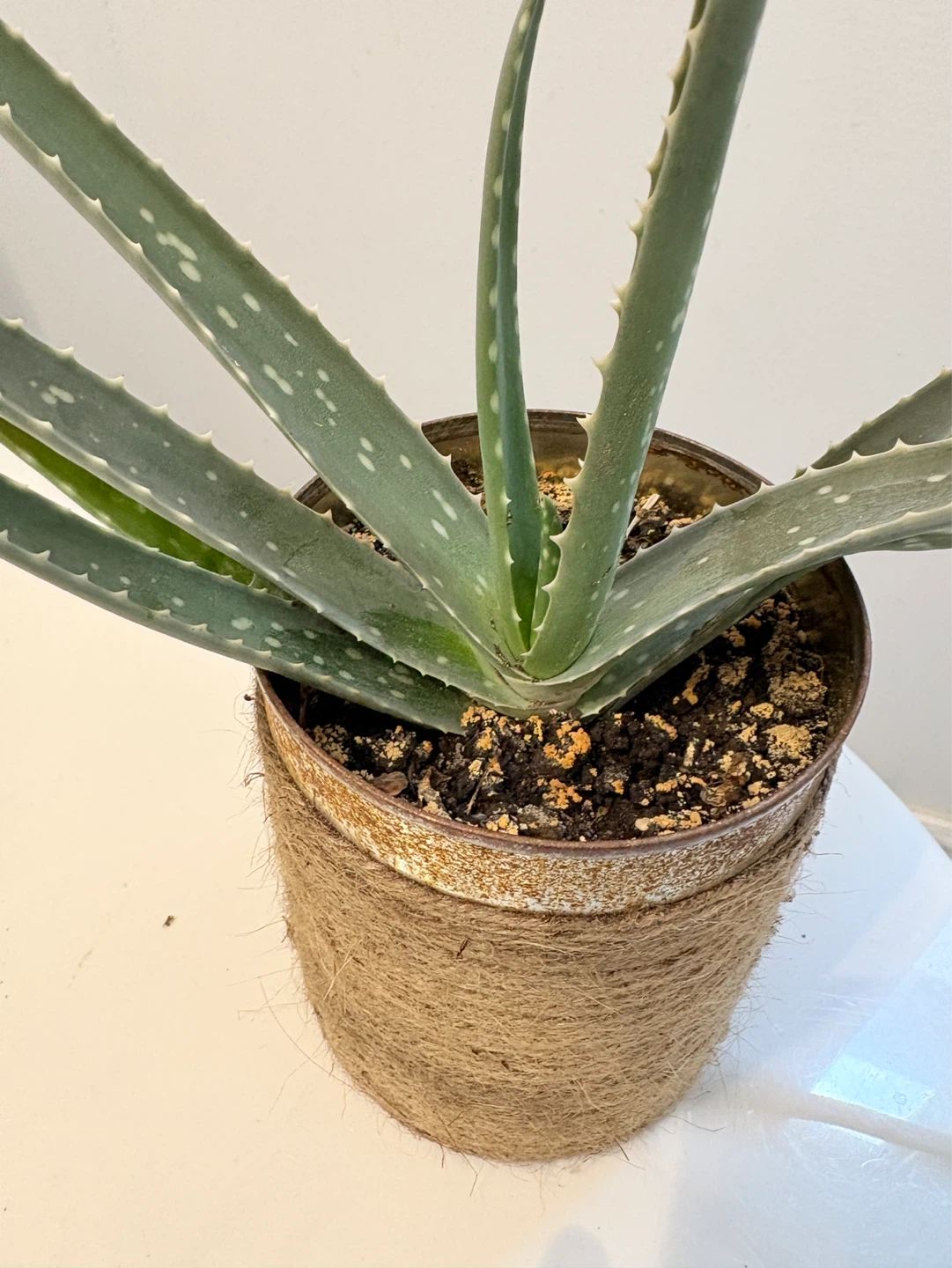 Aloe Vera Plants - photo 2