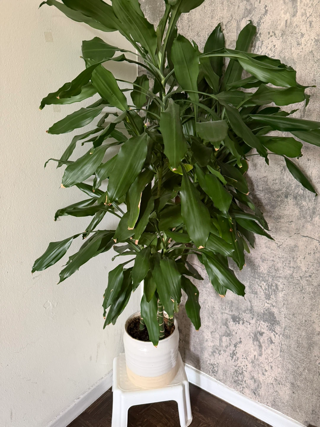 Large Green Potted Plant