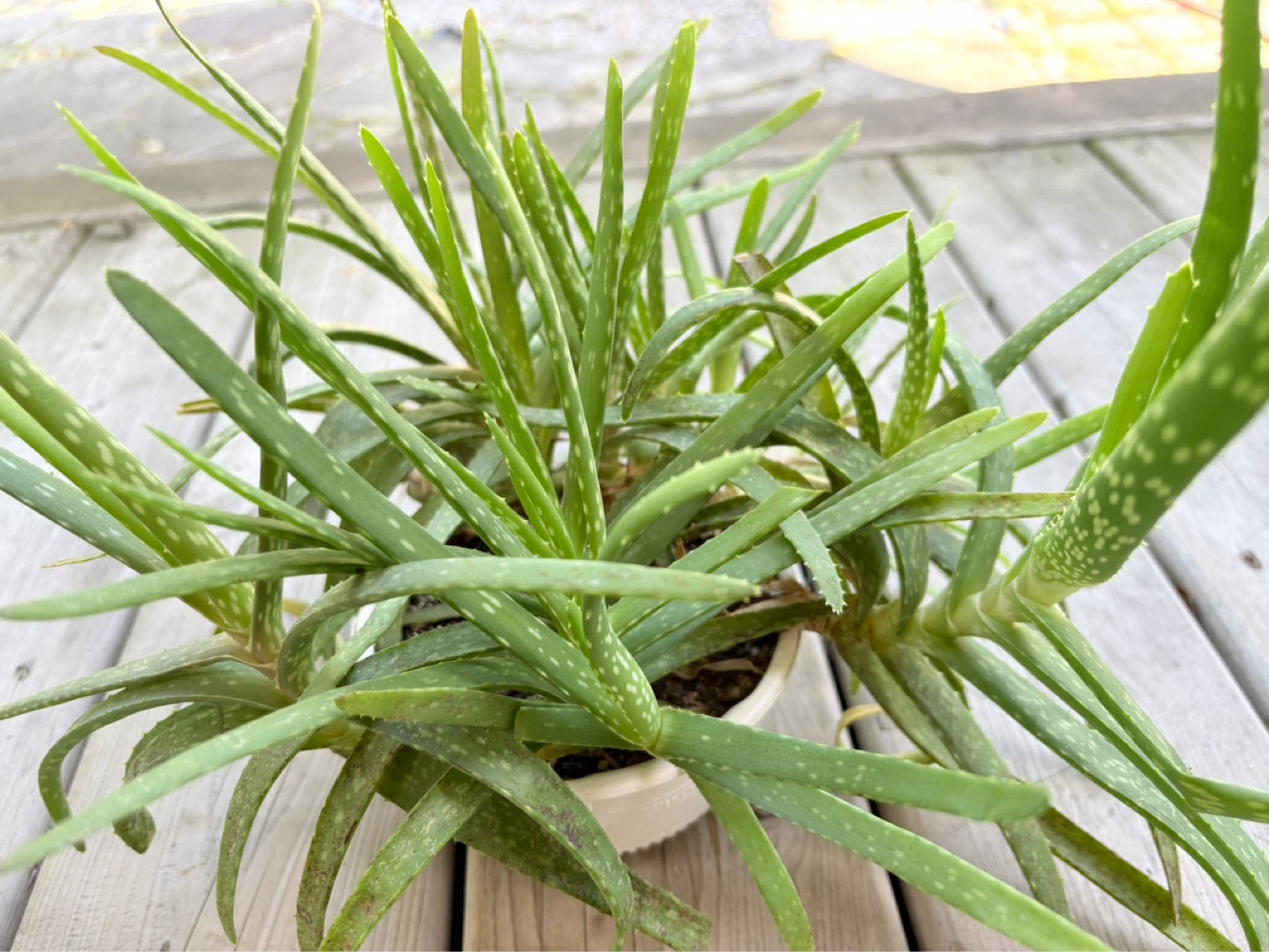 Massive Aloe Vera Plant