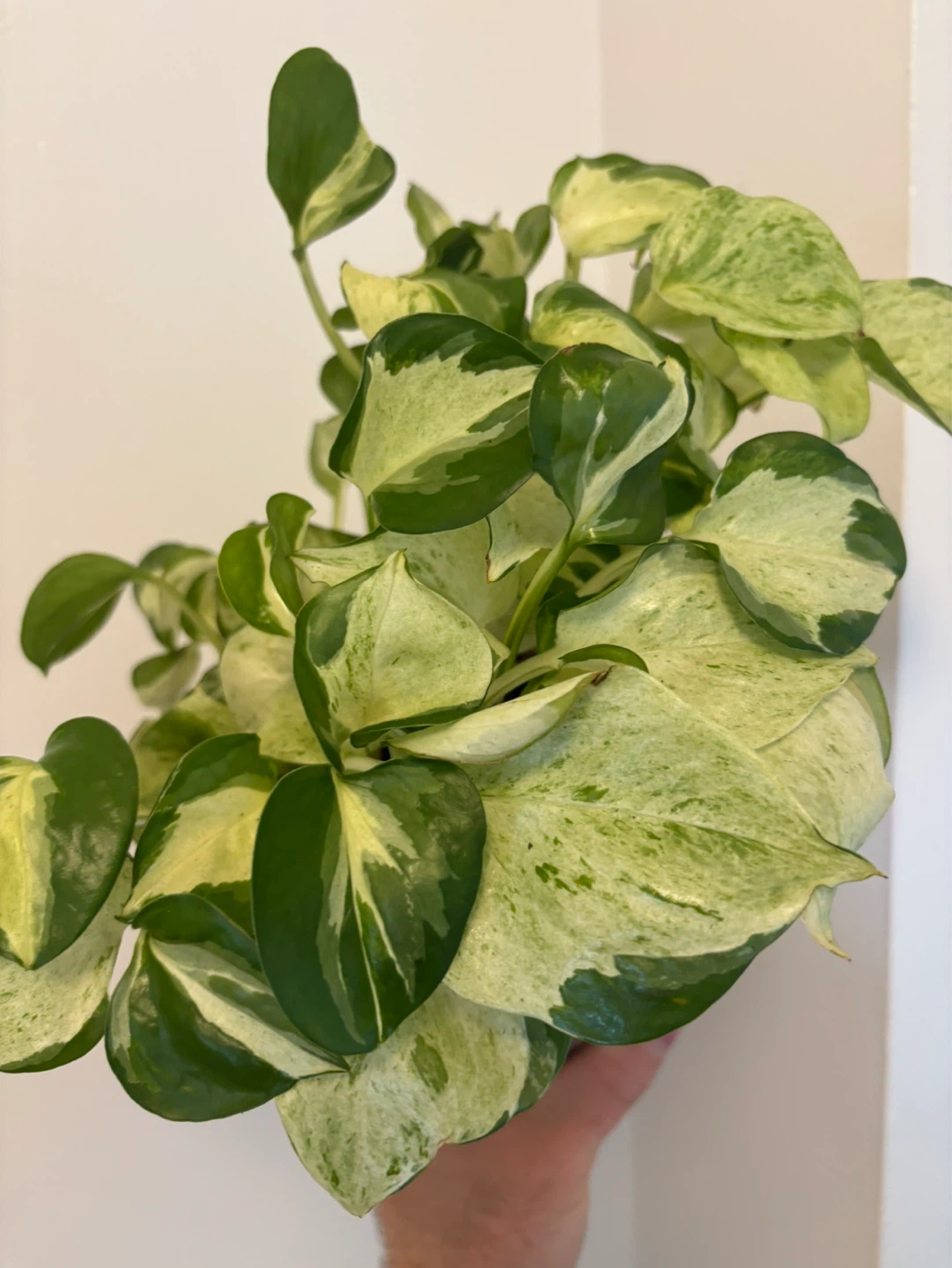 Manjula Pothos - photo 4