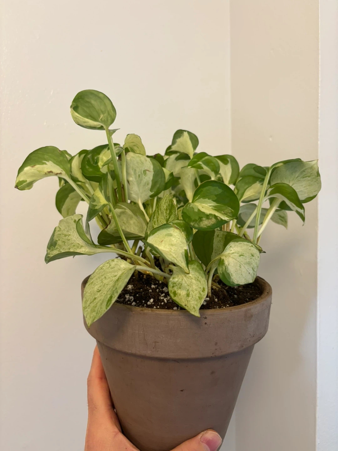 Manjula Pothos - photo 3