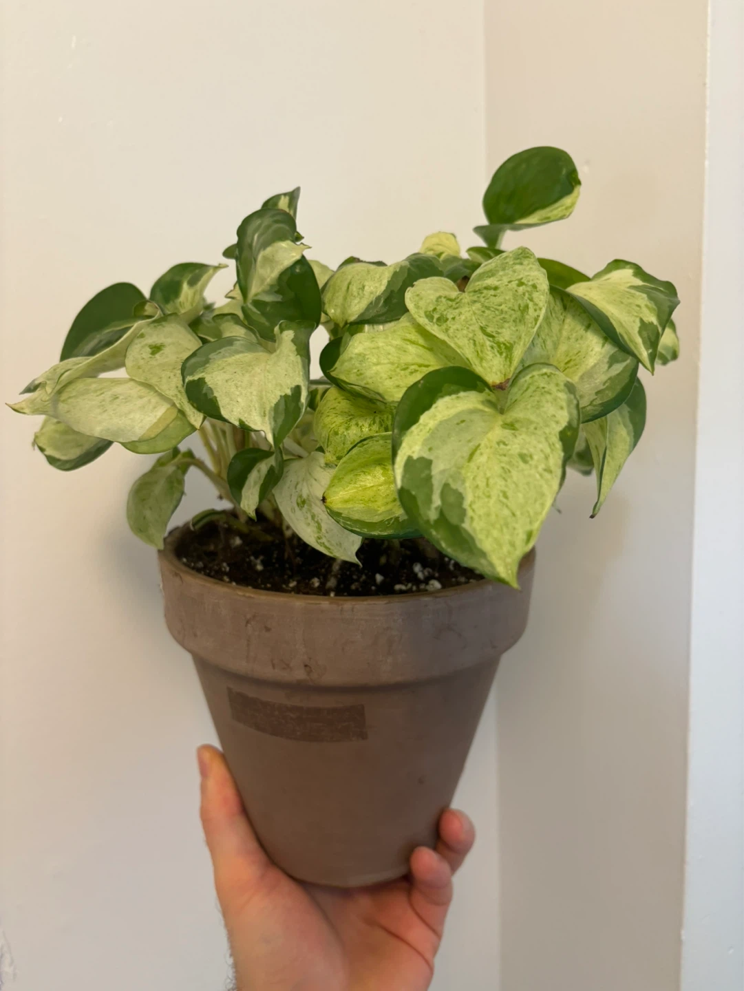 Manjula Pothos